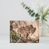 American Toad Postkarte (Stehend Vorderseite)
