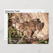 American Toad Postkarte (Vorne/Hinten)
