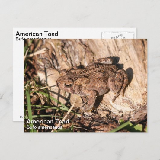 American Toad Postkarte (Vorne/Hinten)