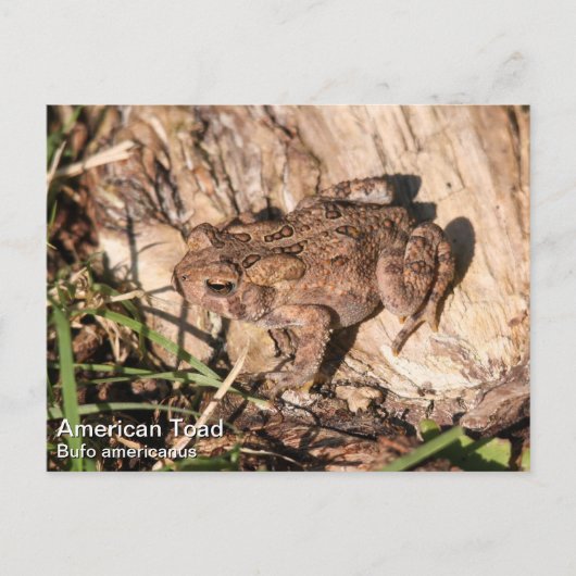 American Toad Postkarte (Vorderseite)