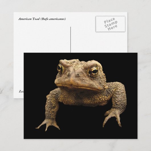American Toad Postkarte (Vorne/Hinten)
