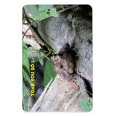 American Toad Premium Flexi Magnet (Vertikal)