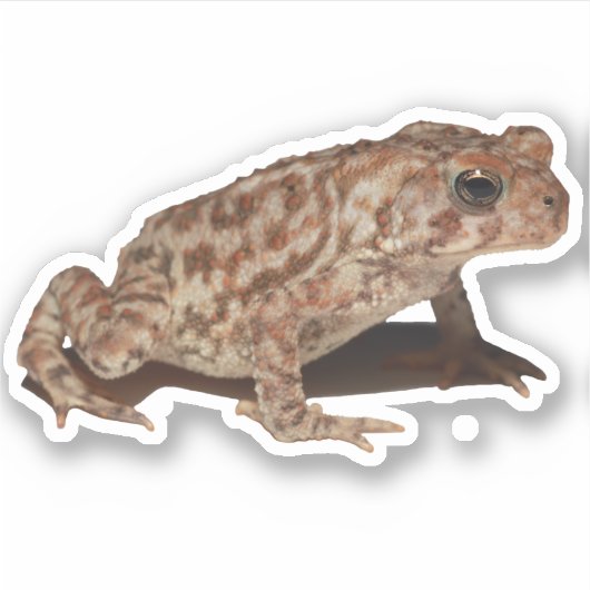 American Toad Vinyl Sticker (Vorderseite)