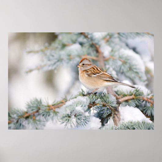 American Tree Sparrow im Winter 2 Poster (Vorne)