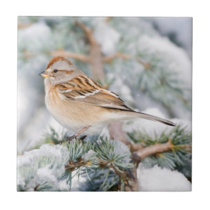 American Tree Sparrow im Winter Fliese