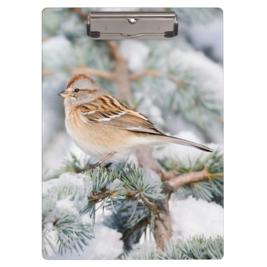 American Tree Sparrow im Winter Klemmbrett (Vorderseite)