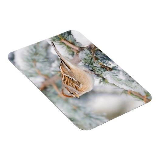 American Tree Sparrow im Winter Magnet (Rechte Seite)