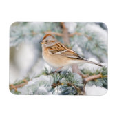 American Tree Sparrow im Winter Magnet (Horizontal)
