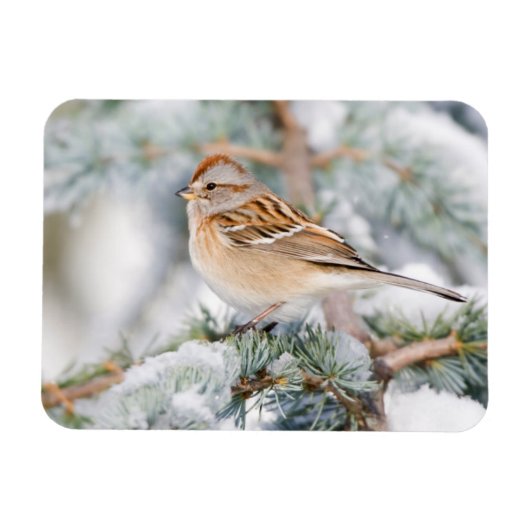 American Tree Sparrow im Winter Magnet (Horizontal)