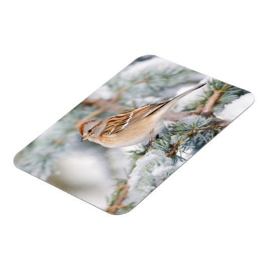 American Tree Sparrow im Winter Magnet (Linke Seite)