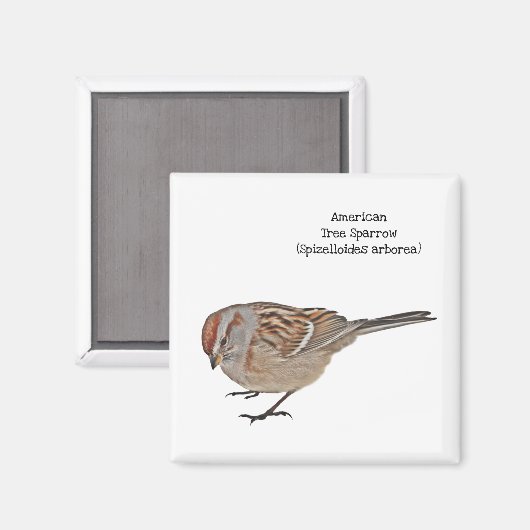 American Tree Sparrow Magnet (Vorderseite/Rückseite)