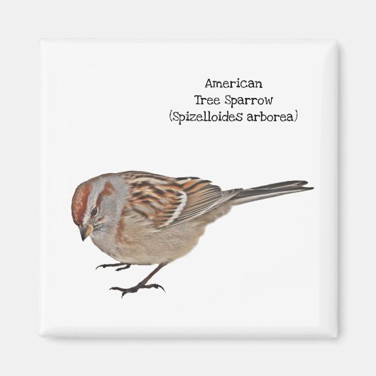 American Tree Sparrow Magnet (Vorne)