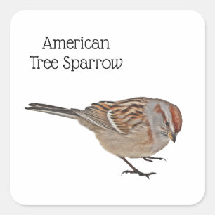 American Tree Sparrow Quadratischer Aufkleber