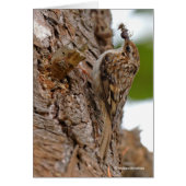 American Treecreeper mit Bug (Vorne)
