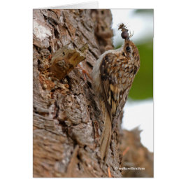 American Treecreeper mit Bug