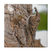 American Treecreeper mit Bug Fliese (Vorderseite)