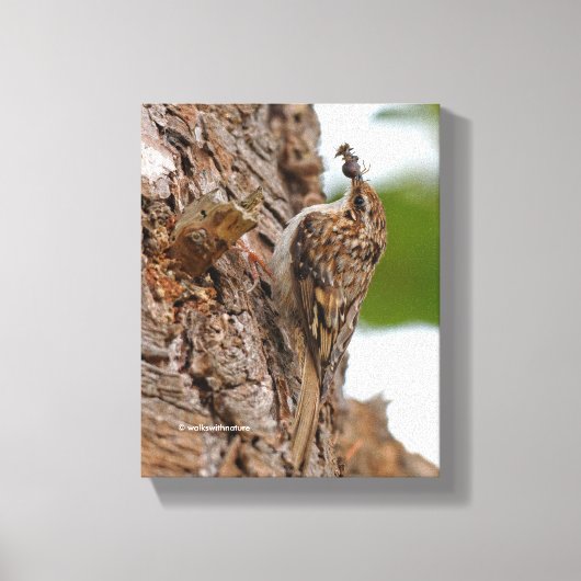 American Treecreeper mit Bug Leinwanddruck (Vorderseite)