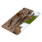 American Treecreeper mit Bug Magnet (Linke Seite)