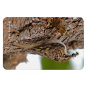 American Treecreeper mit Bug Magnet (Horizontal)