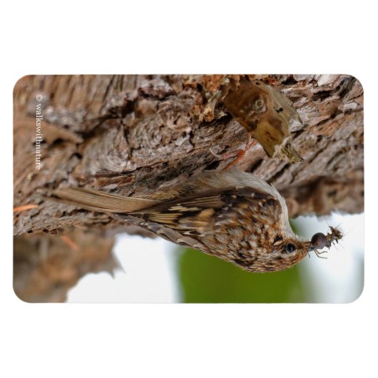 American Treecreeper mit Bug Magnet (Horizontal)
