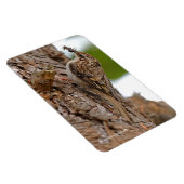 American Treecreeper mit Bug Magnet (Rechte Seite)