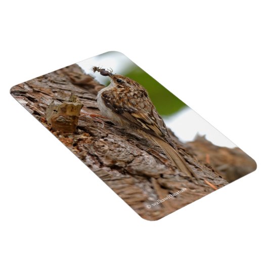 American Treecreeper mit Bug Magnet (Rechte Seite)