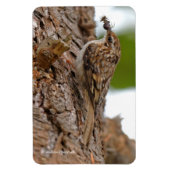 American Treecreeper mit Bug Magnet (Vertikal)