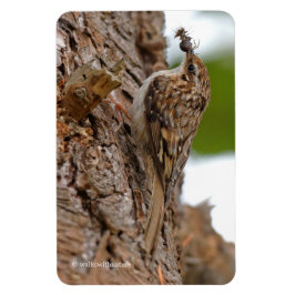American Treecreeper mit Bug Magnet
