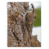 American Treecreeper mit Bug Notizblock (Vorderseite)