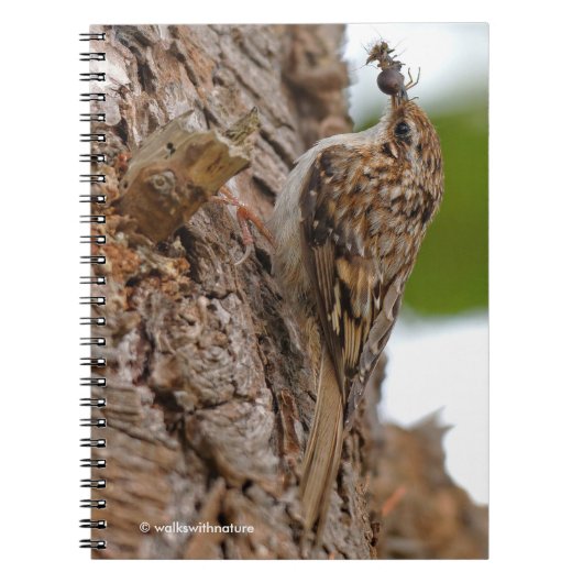 American Treecreeper mit Bug Notizblock (Vorderseite)