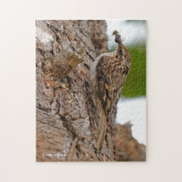American Treecreeper mit Bug Puzzle