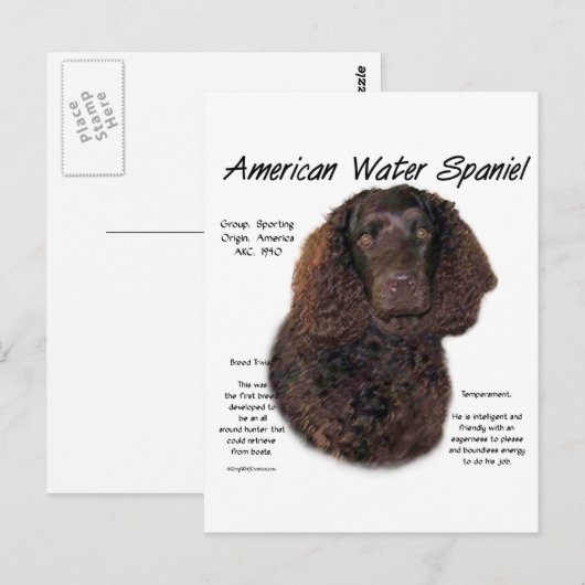 American Water Spanel History Postkarte (Vorne/Hinten)