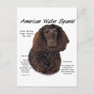 American Water Spanel History Postkarte