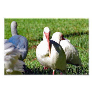 American White Ibis Fotodruck