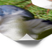 American White Ibis Fotodruck (Ecke)