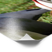 American White Ibis Fotodruck (Ecke)