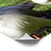 American White Ibis Fotodruck (Ecke)