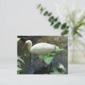 American White Ibis Postkarte (Stehend Vorderseite)
