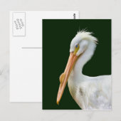 American White Pelican Bird Postcard Postkarte (Vorne/Hinten)