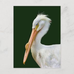 American White Pelican Bird Postcard Postkarte