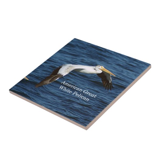 American White Pelican Fliese (Seite)