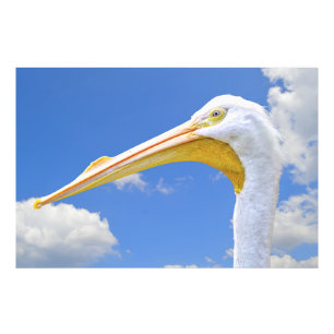 American White Pelican Fotodruck
