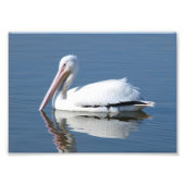 American White Pelican Fotodruck (Vorne)