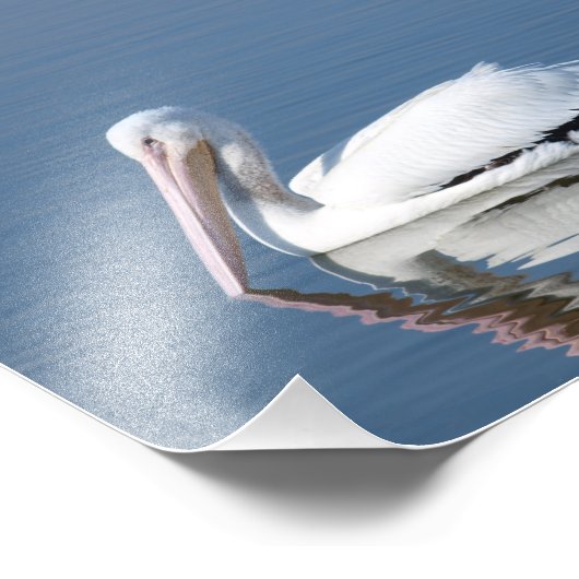 American White Pelican Fotodruck (Ecke)