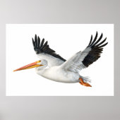 American White Pelican in Flight Poster (Vorne)