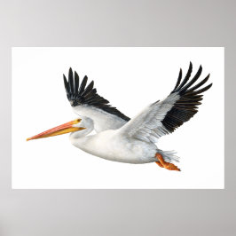 American White Pelican in Flight Poster