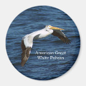 American White Pelican Magnet (Vorne)