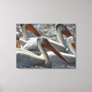 American White Pelican Nature Fotografy Leinwanddruck