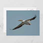 American White Pelican Postcard Postkarte (Vorne/Hinten)