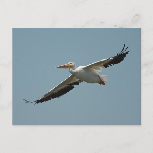American White Pelican Postcard Postkarte (Vorderseite)